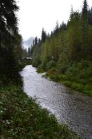 Erste Bärenbeobachtung am Fish Creek