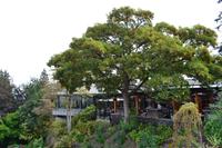 Stadtrundfahrt in Vancouver - Queen Elisabeth Garden