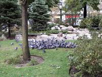 Ost-Kanada zum Indian Summer - Toronto