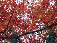 Ost-Kanada zum Indian Summer - Algonquin Provinz-Park