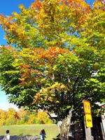 Ost-Kanada zum Indian Summer - Algonquin-Besucherzentrum