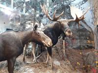 Ost-Kanada zum Indian Summer - Algonquin-Besucherzentrum