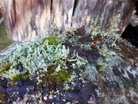 Ost-Kanada zum Indian Summer - Algonquin Provinz-Park