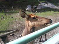 Ost-Kanada zum Indian Summer - Omega-Wildtierpark