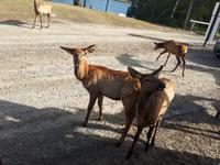 Ost-Kanada zum Indian Summer - Omega-Wildtierpark