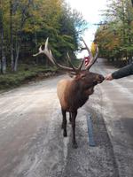 Ost-Kanada zum Indian Summer - Omega-Wildtierpark