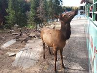 Ost-Kanada zum Indian Summer - Omega-Wildtierpark