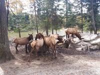 Ost-Kanada zum Indian Summer - Omega-Wildtierpark