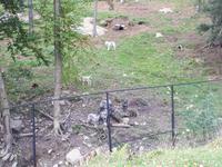 Ost-Kanada zum Indian Summer - Omega-Wildtierpark