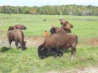 Ost-Kanada zum Indian Summer - Omega-Wildtierpark