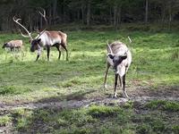 Ost-Kanada zum Indian Summer - Omega-Wildtierpark