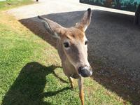 Ost-Kanada zum Indian Summer - Omega-Wildtierpark
