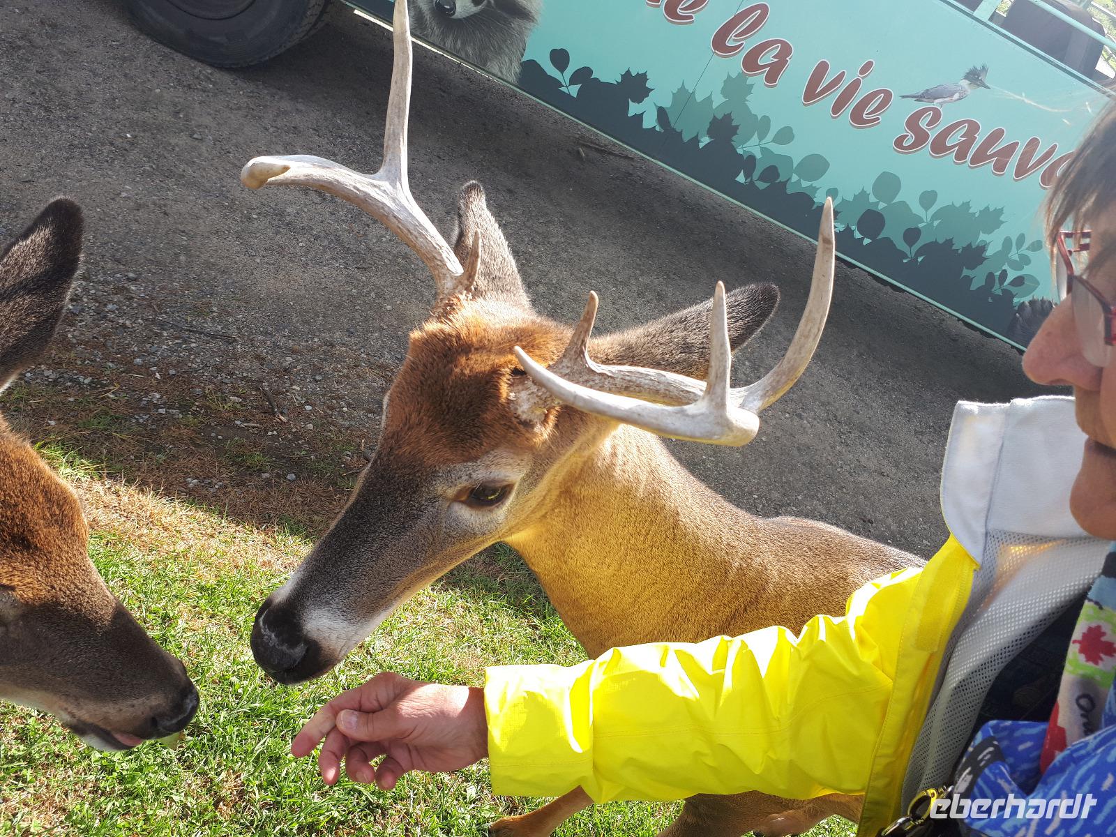 Ost-Kanada zum Indian Summer - Omega-Wildtierpark