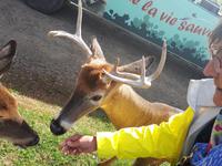 Ost-Kanada zum Indian Summer - Omega-Wildtierpark