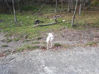 Ost-Kanada zum Indian Summer - Omega-Wildtierpark