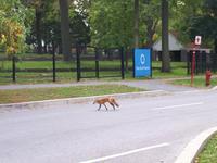 Ost-Kanada zum Indian Summer - Montreal