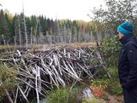 Ost-Kanada zum Indian Summer - Bieberbau am Lac Taureau