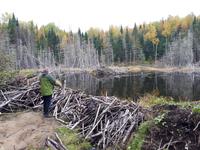 Ost-Kanada zum Indian Summer - Bieberbau am Lac Taureau