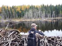 Ost-Kanada zum Indian Summer - Bieberbau am Lac Taureau
