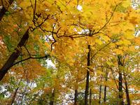 Ost-Kanada zum Indian Summer - Montmorency-Wasserfälle