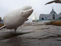 Ost-Kanada zum Indian Summer - Tadoussac