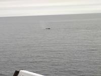 Ost-Kanada zum Indian Summer - Tadoussac, Wahlbeobachtungstour