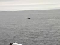 Ost-Kanada zum Indian Summer - Tadoussac, Wahlbeobachtungstour