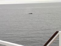 Ost-Kanada zum Indian Summer - Tadoussac, Wahlbeobachtungstour