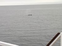 Ost-Kanada zum Indian Summer - Tadoussac, Wahlbeobachtungstour