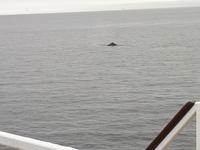 Ost-Kanada zum Indian Summer - Tadoussac, Wahlbeobachtungstour