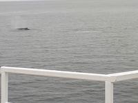 Ost-Kanada zum Indian Summer - Tadoussac, Wahlbeobachtungstour