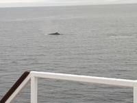 Ost-Kanada zum Indian Summer - Tadoussac, Wahlbeobachtungstour