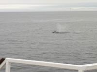 Ost-Kanada zum Indian Summer - Tadoussac, Wahlbeobachtungstour