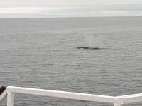 Ost-Kanada zum Indian Summer - Tadoussac, Wahlbeobachtungstour