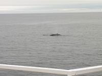 Ost-Kanada zum Indian Summer - Tadoussac, Wahlbeobachtungstour