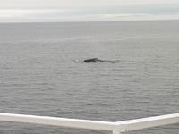 Ost-Kanada zum Indian Summer - Tadoussac, Wahlbeobachtungstour