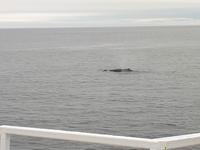 Ost-Kanada zum Indian Summer - Tadoussac, Wahlbeobachtungstour