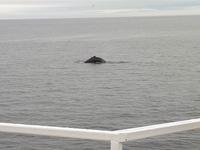 Ost-Kanada zum Indian Summer - Tadoussac, Wahlbeobachtungstour