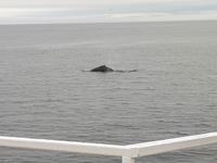 Ost-Kanada zum Indian Summer - Tadoussac, Wahlbeobachtungstour