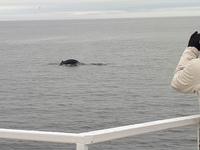 Ost-Kanada zum Indian Summer - Tadoussac, Wahlbeobachtungstour