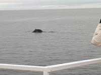 Ost-Kanada zum Indian Summer - Tadoussac, Wahlbeobachtungstour