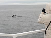 Ost-Kanada zum Indian Summer - Tadoussac, Wahlbeobachtungstour