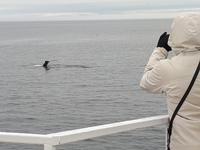 Ost-Kanada zum Indian Summer - Tadoussac, Wahlbeobachtungstour
