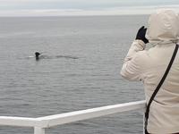Ost-Kanada zum Indian Summer - Tadoussac, Wahlbeobachtungstour
