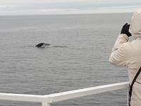 Ost-Kanada zum Indian Summer - Tadoussac, Wahlbeobachtungstour