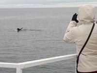 Ost-Kanada zum Indian Summer - Tadoussac, Wahlbeobachtungstour