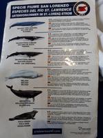 Ost-Kanada zum Indian Summer - Tadoussac, Wahlbeobachtungstour