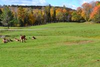 Fahrt durch den Omega-Wildpark
