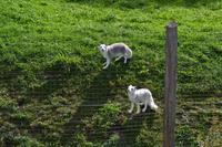 Fahrt durch den Omega-Wildpark