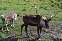 Fahrt durch den Omega-Wildpark